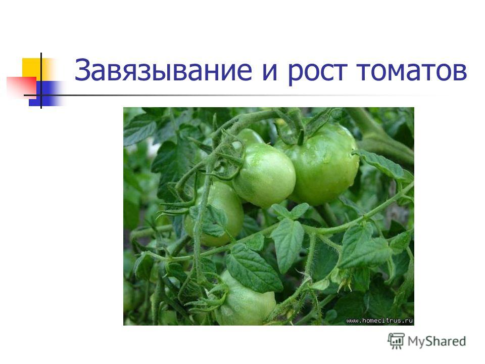 Завязывание и рост томатов