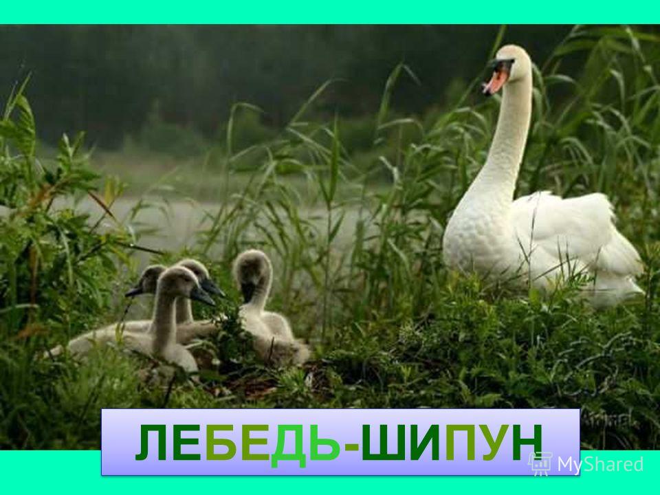 ЛЕБЕДЬ-ШИПУН Лебедь-шипун