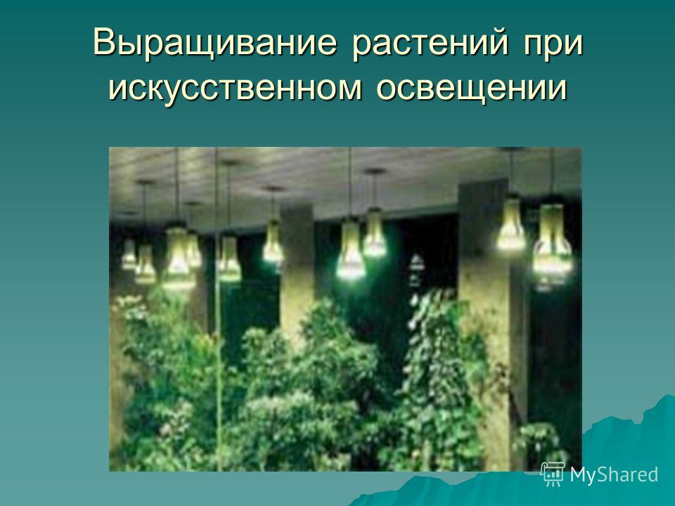 Выращивание растений при искусственном освещении