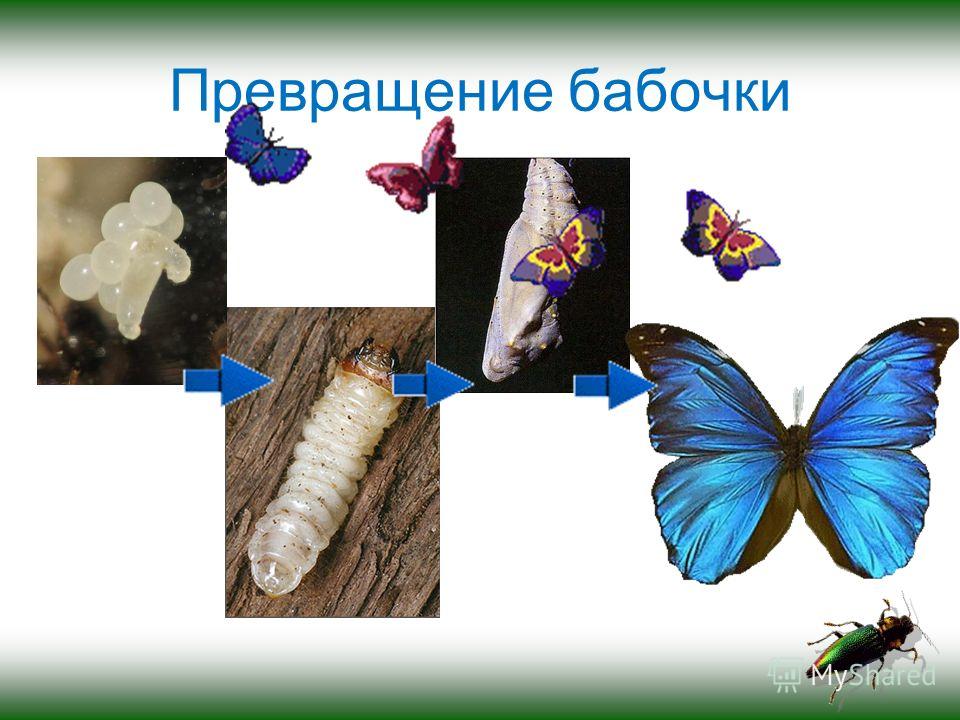 Превращение бабочки