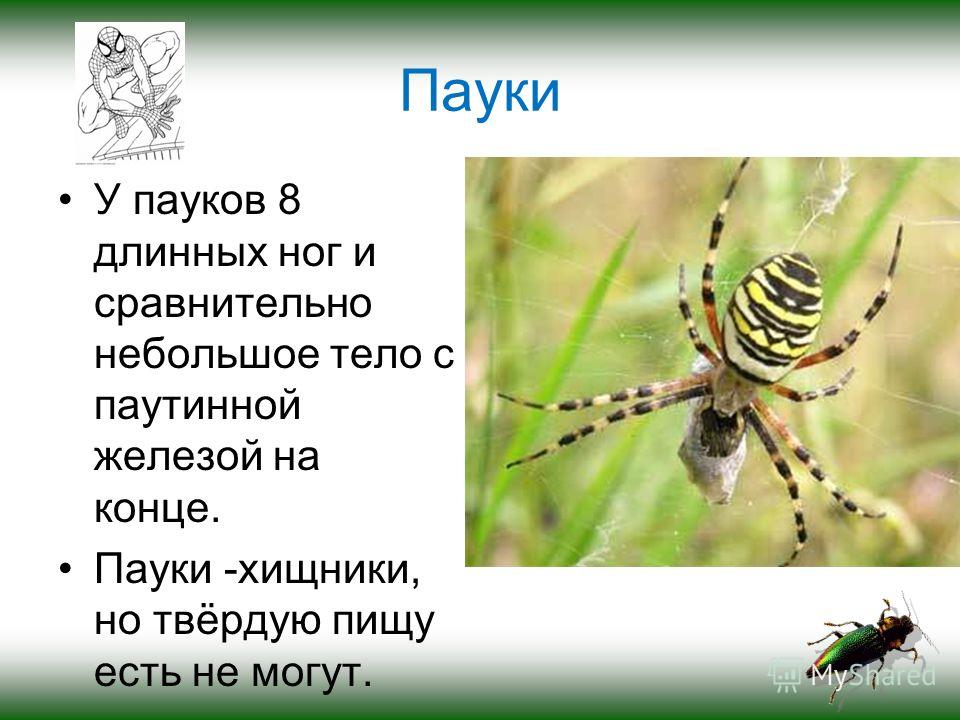 Пауки У пауков 8 длинных ног и сравнительно небольшое тело с паутинной железой на конце. Пауки -хищники, но твёрдую пищу есть не могут. каракурт