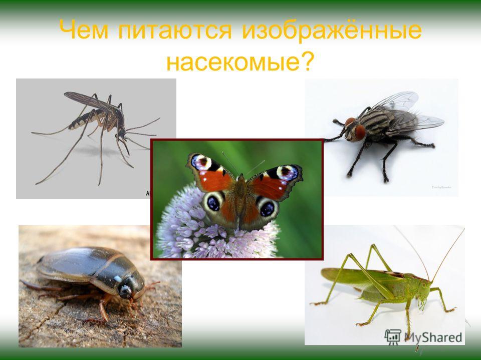 Чем питаются изображённые насекомые?