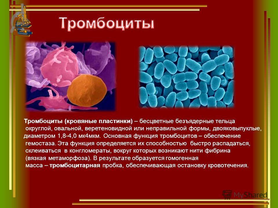 Тромбоциты (кровяные пластинки) – бесцветные безъядерные тельца округлой, овальной, веретеновидной или неправильной формы, двояковыпуклые, диаметром 1,8-4,0 мк4мкм. Основная функция тромбоцитов – обеспечение гемостаза. Эта функция определяется их спо