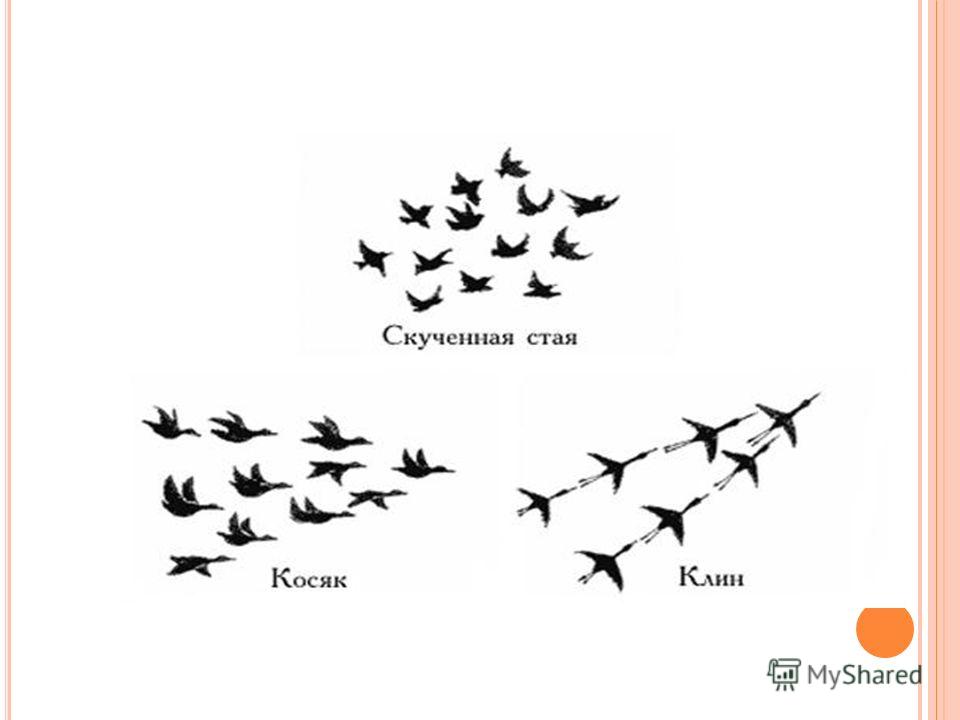Стая птиц летящих клином