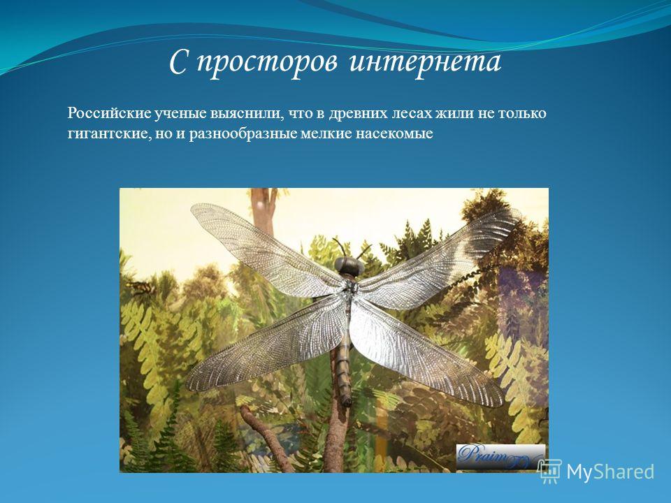 С просторов интернета Российские ученые выяснили, что в древних лесах жили не только гигантские, но и разнообразные мелкие насекомые