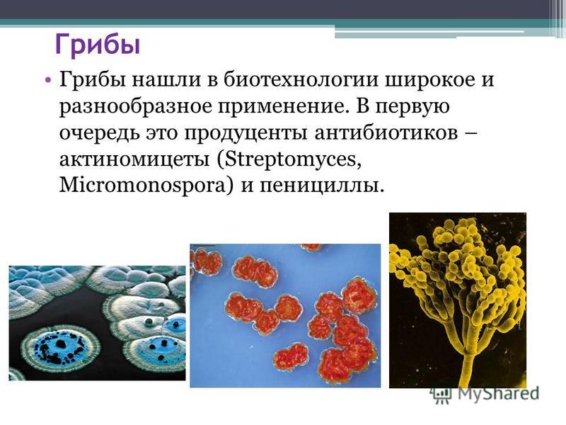 Что называют биотехнологией приведите примеры биотехнологических Использование одноклеточных грибов в биотехнологиях проект