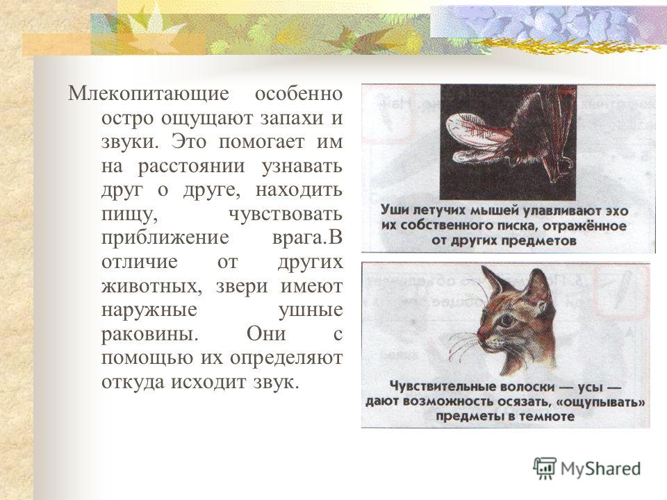 Откуда у человека зубы Откуда у человека зубы