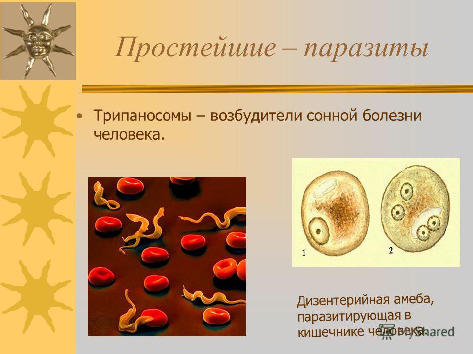 жгутиконосцы паразиты человека жгутиконосцы паразиты человека