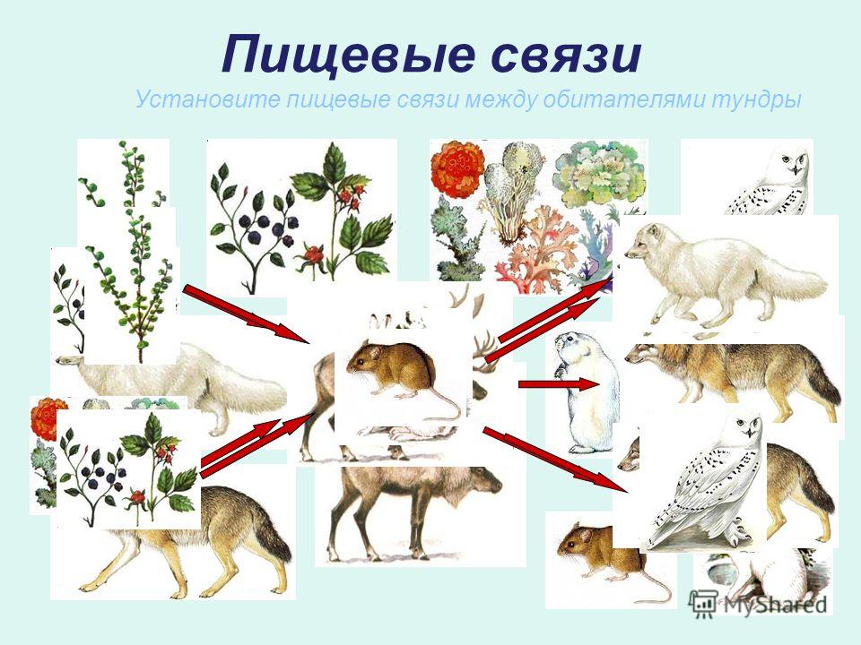 Пищевые связи установите пищевые Пищевые связи установите пищевые