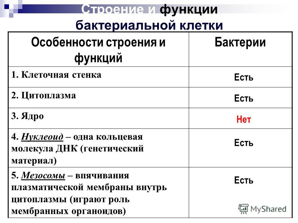 микроскопические паразиты живущие на человеке микроскопические паразиты живущие на человеке