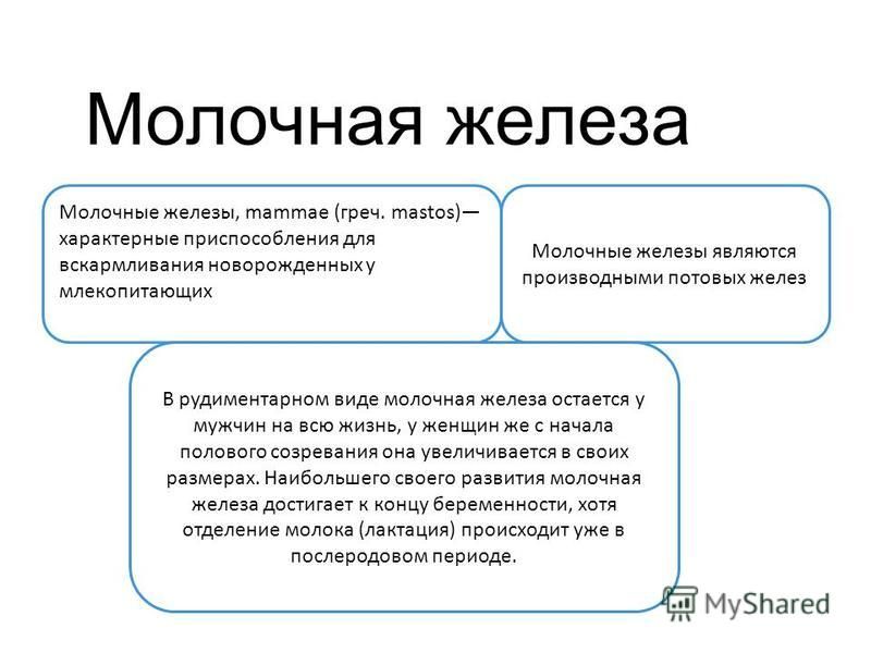 Что Такое Молочная Железа У Женщин Фото Что Такое Молочная Железа У Женщин Фото
