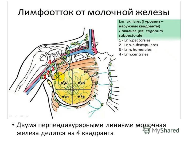 Квадранты молочной железы схема