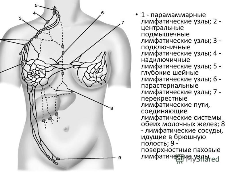 Лимфатические железы на теле Лимфатические железы на теле