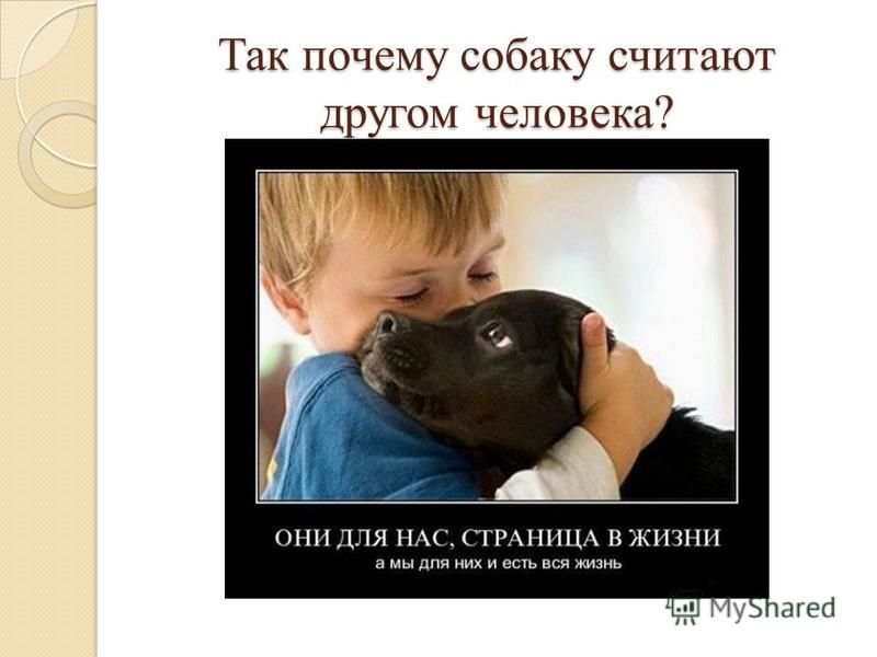Исследовательский проект собака друг человека