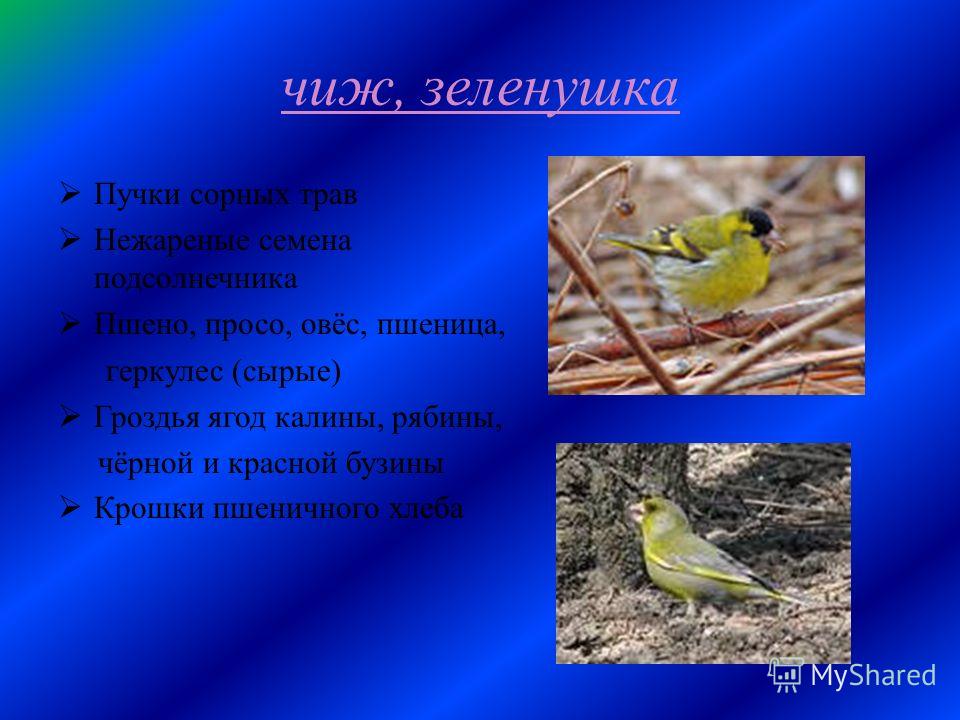 Семена клёна ясеня Семена клёна ясеня