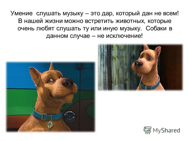 Презентация на тему собаки лайки