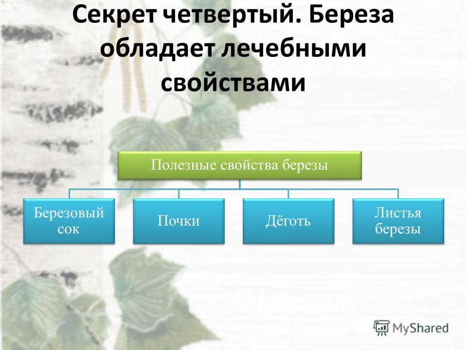 Сок березы полезные свойства