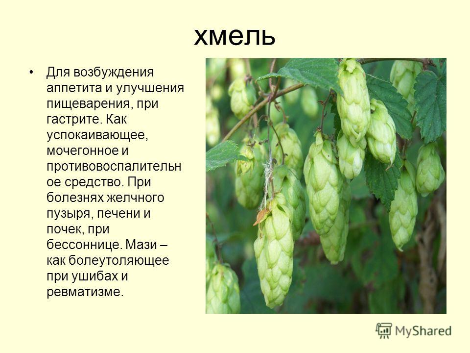Укроп при подагре Укроп при подагре