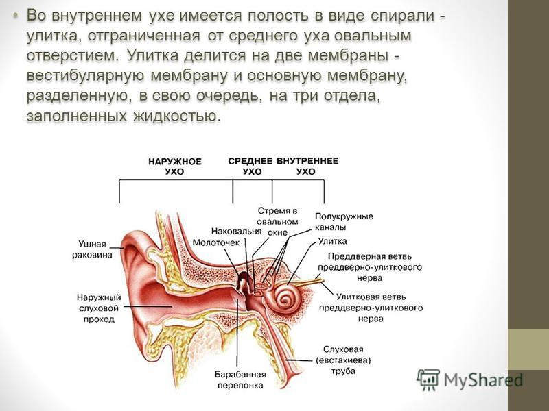 Во внутреннем ухе имеется полость в виде спирали - улитка, отграниченная от среднего уха овальным отверстием. Улитка делится на две мембраны - вестибулярную мембрану и основную мембрану, разделенную, в свою очередь, на три отдела, заполненных жидкост