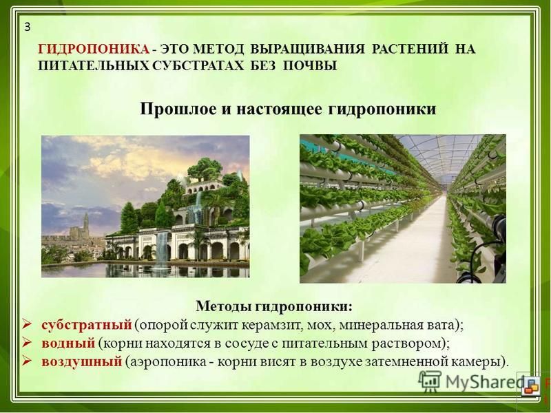 Выращивание без почвы 27