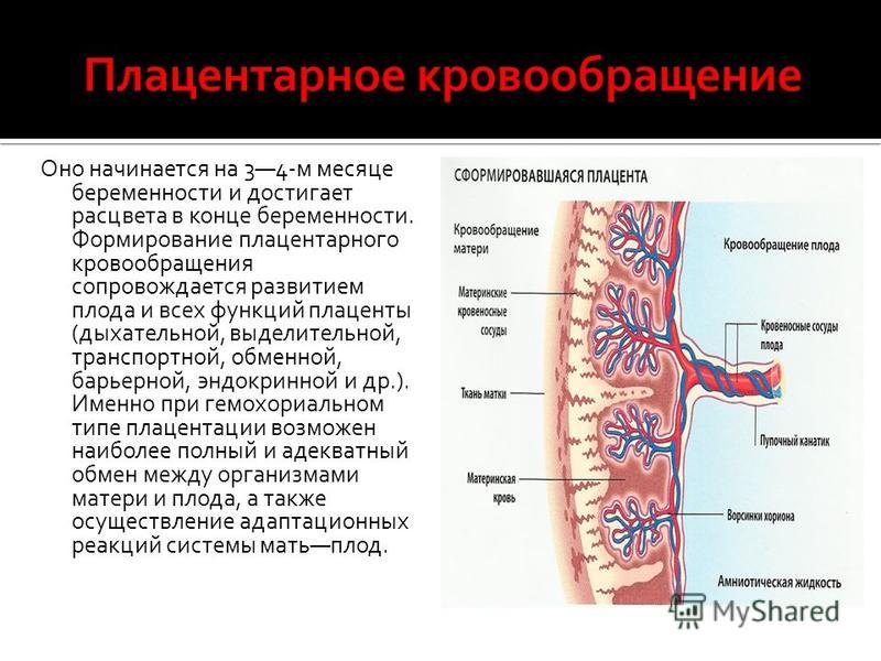 Реферат На Тему Кровообращение Плода Реферат На Тему Кровообращение Плода
