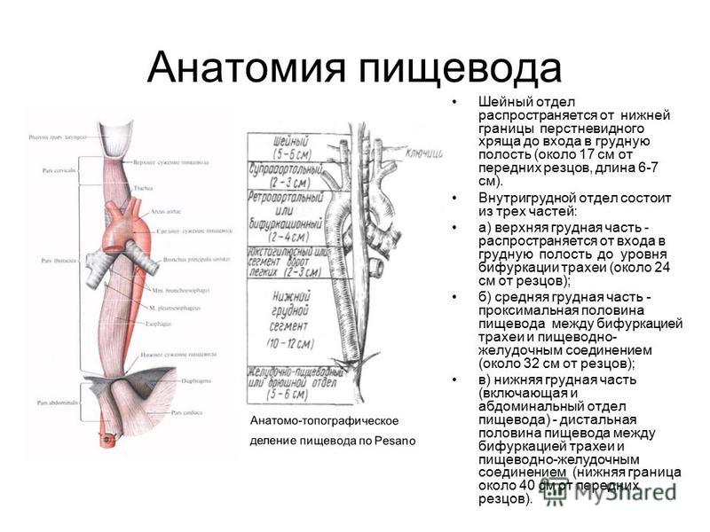 Шейный отдел пищевода 166