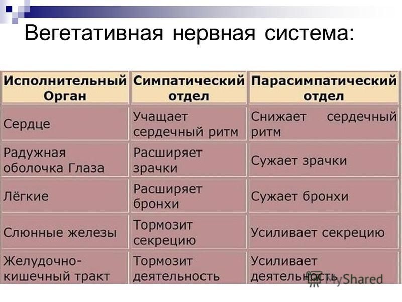 так же, вегетативная нервная система причины боксеры Norveg