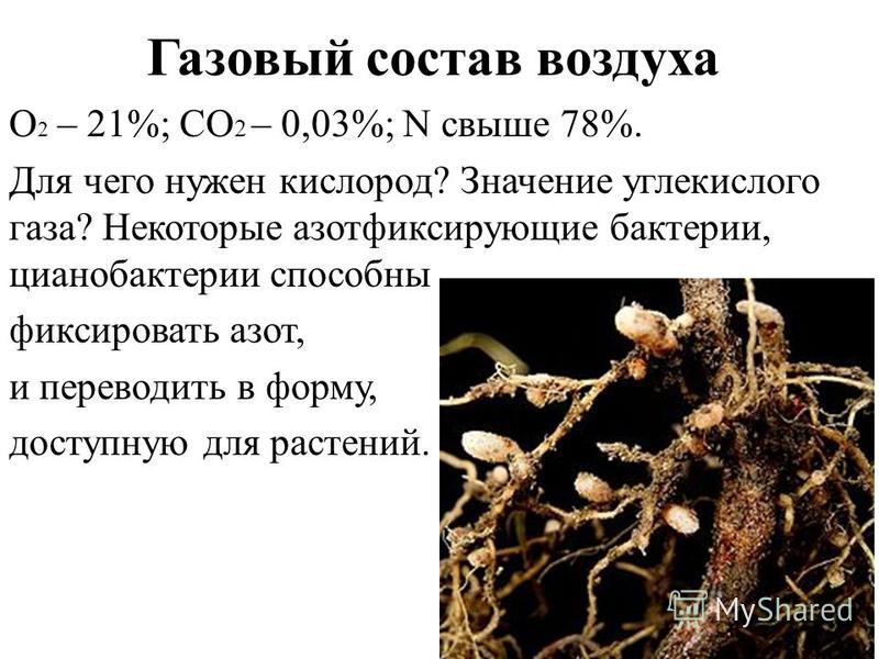 Азотфиксирующие бактерии презентация