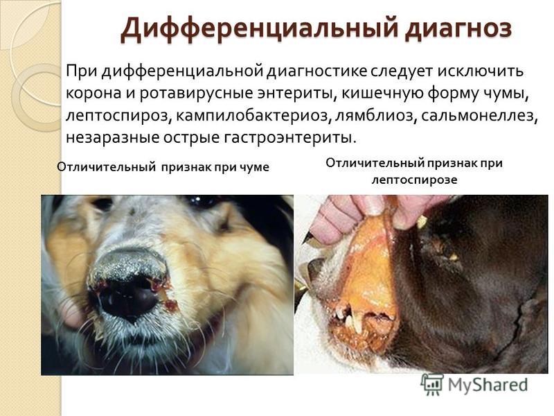 Признаки чумки у собаки как лечить в домашних условиях Признаки чумки у собаки как лечить в домашних условиях