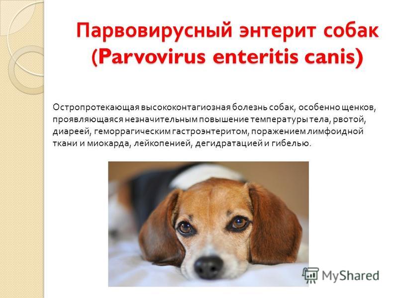 заядлый энтероколит у собак симптомы и лечение термобелье торговой