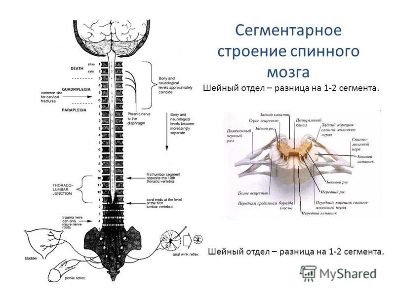 Спинной мозг расположение строение