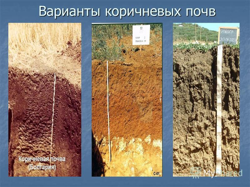 Коричневые почвы презентация