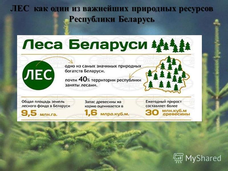 ЛЕС как один из важнейших природных ресурсов Республики Беларусь