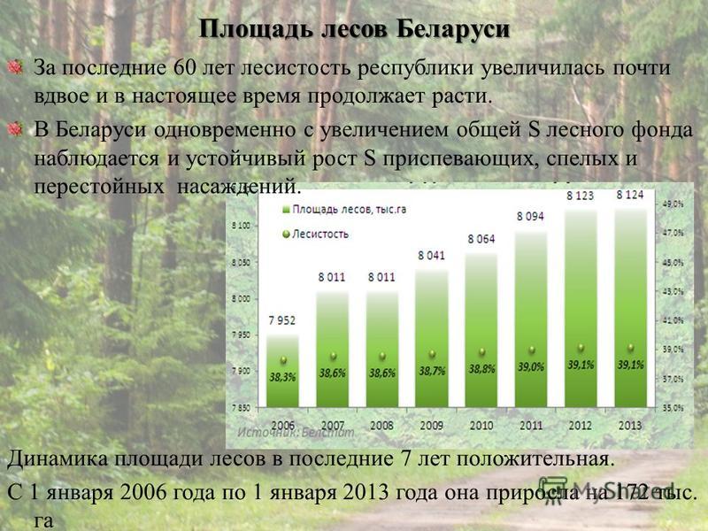 Площадь лесов Беларуси За последние 60 лет лесистость республики увеличилась почти вдвое и в настоящее время продолжает расти. В Беларуси одновременно с увеличением общей S лесного фонда наблюдается и устойчивый рост S приспевающих, спелых и перестой