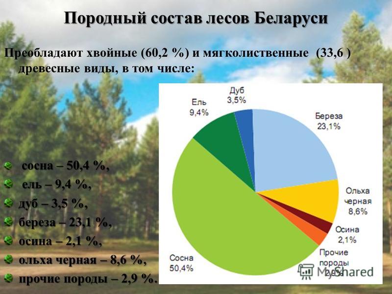Породный состав лесов Беларуси Преобладают хвойные (60,2 %) и мягколиственные (33,6 ) древесные виды, в том числе: сосна – 50,4 %, ель – 9,4 %, ель – 9,4 %, дуб – 3,5 %, береза – 23,1 %, осина – 2,1 %, ольха черная – 8,6 %, прочие породы – 2,9 %.