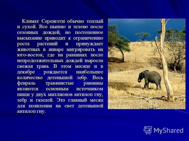 Географическое расположение субэкваториального пояса Животные субэкваториального пояса - Artxouse.ru