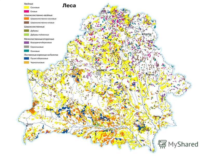 Лесная карта беларуси