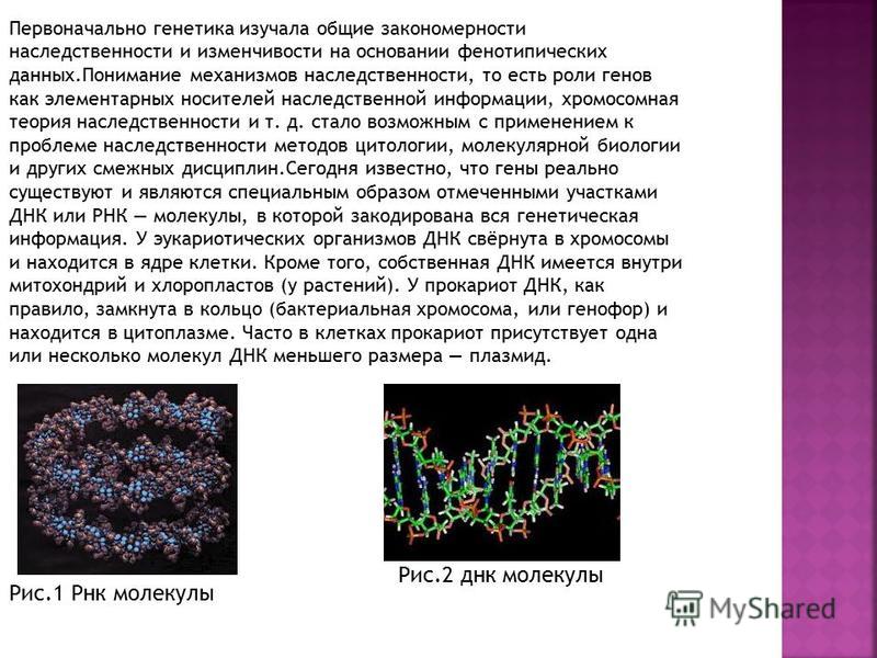 Шпаргалки по генетике вопрос что является носителем наследственной информации шпаргалки по генетике вопрос что является носителем наследственной информации