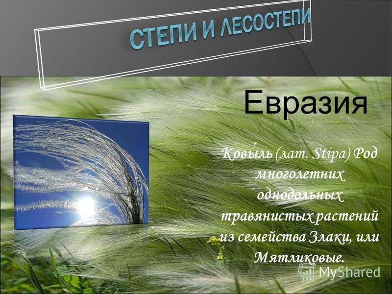 Евразия Ковыль (лат. Stipa) Род многолетних однодольных травянистых растений из семейства Злаки, или Мятликовые.