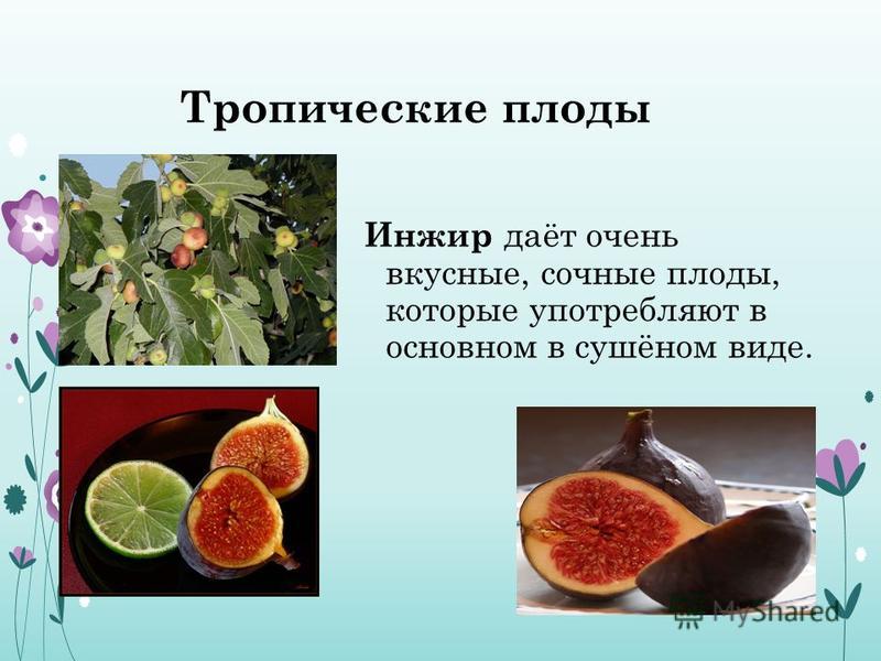 Тропические плоды Инжир даёт очень вкусные, сочные плоды, которые употребляют в основном в сушёном виде.