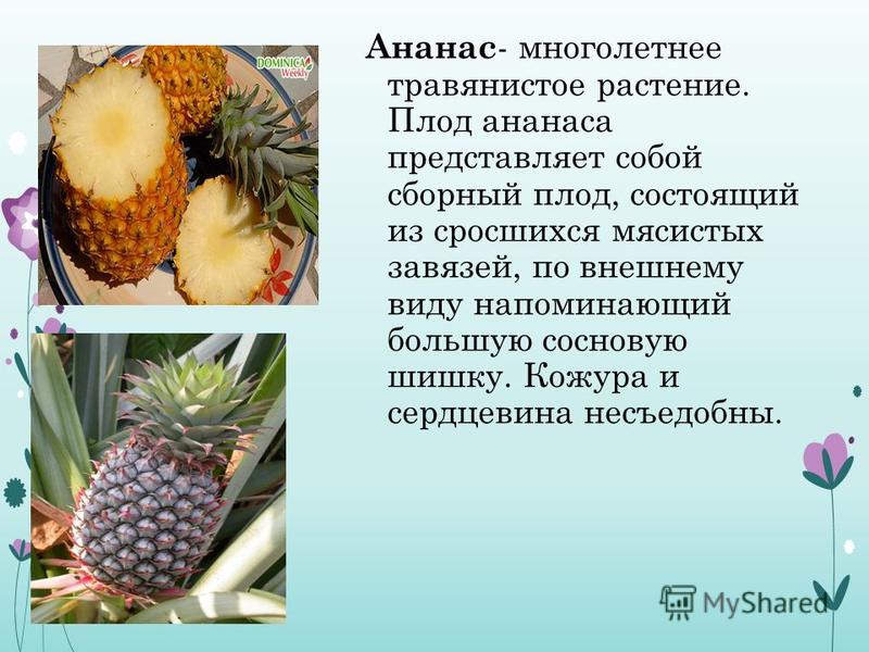 Ананас Википедия Ананас бразильский фрукт
