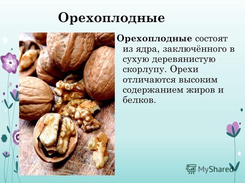 Орехоплодные Орехоплодные состоят из ядра, заключённого в сухую деревянистую скорлупу. Орехи отличаются высоким содержанием жиров и белков.