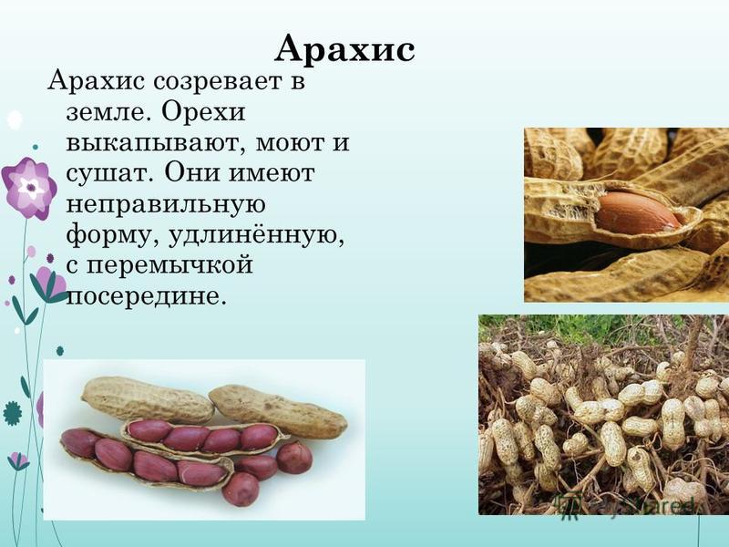 Арахис Арахис созревает в земле. Орехи выкапывают, моют и сушат. Они имеют неправильную форму, удлинённую, с перемычкой посередине.