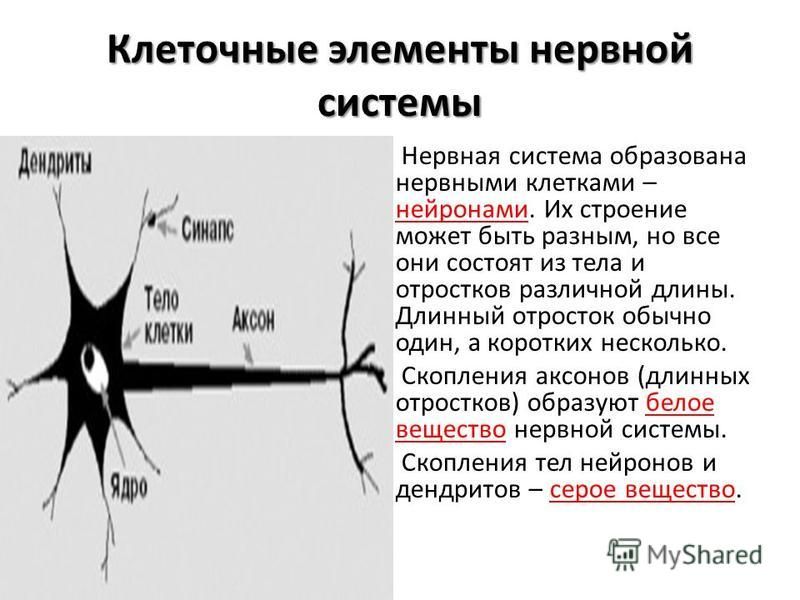 Место расположения нервной клетки