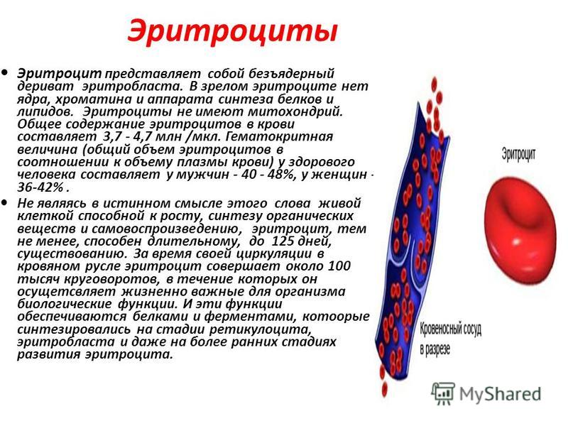Объясните почему зрелые эритроциты не могут синтезировать белки Объясните почему зрелые эритроциты не могут синтезировать белки