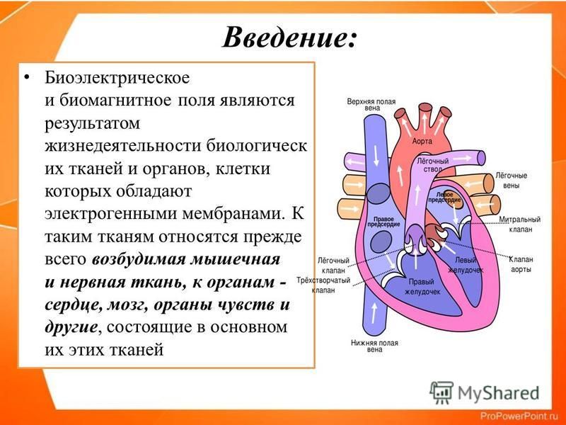 ЭЛЕКТРИЧЕСКАЯ АКТИВНОСТЬ ОРГАНОВ ЭЛЕКТРИЧЕСКАЯ АКТИВНОСТЬ ОРГАНОВ