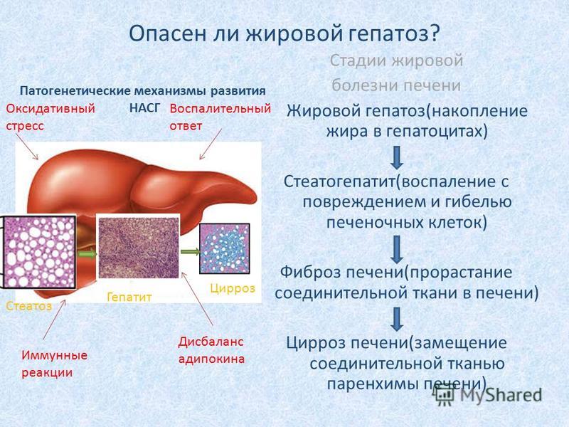 Жир и болезни связанные с ним Жир и болезни связанные с ним