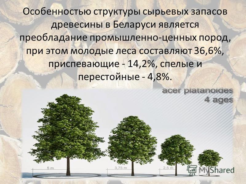 Особенностью структуры сырьевых запасов древесины в Беларуси является преобладание промышленно-ценных пород, при этом молодые леса составляют 36,6%, приспевающие - 14,2%, спелые и перестойные - 4,8%.