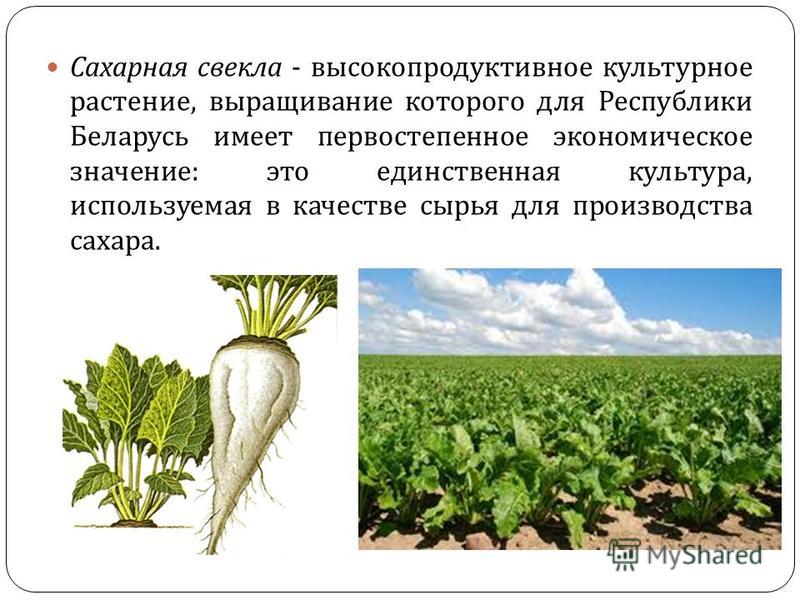 Технология выращивания сахарного буряка 72