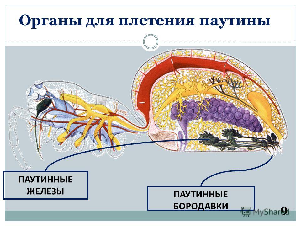 Генитальные бородавки инкубационный период